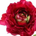 Floristik24 Ranunculus dark pink artificially 51cm