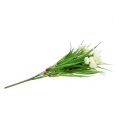 Floristik24 Ranunculus with grass cream L 35cm