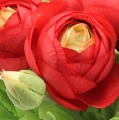 Floristik24 Ranunculus red 30cm