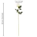 Artificial White Rose Long Stem for Vase 62cm 12pcs | Floristik24.co.uk