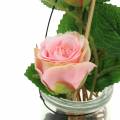 Floristik24 Rose in a glass Rosa H23cm