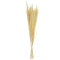 Floristik24 Bent Grass Agrostis Capillaris Dry Grass Bleached 65cm 80g