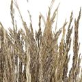 Floristik24 Bent Grass Agrostis Capillaris Dry Grass Nature 60cm 80g