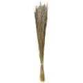 Floristik24 Bent Grass Agrostis Capillaris Dry Grass Nature 60cm 80g