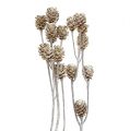 Floristik24 Salignum whitewashed protea on a stem 25pcs