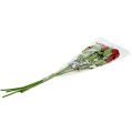 Floristik24 Velvet rose red 65cm 6pcs