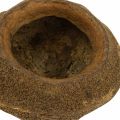 Natural Sapucaia Nut Plant Pot 14cm x 10cm Set of 3 | Floristik24.co.uk