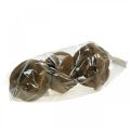 Natural Sapucaia Nut Plant Pot 14cm x 10cm Set of 3 | Floristik24.co.uk