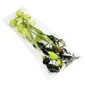 Floristik24 Chess-flower green with roots L30cm
