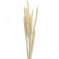 Floristik24 Reed deco reed grass dried bleached H60cm bunch