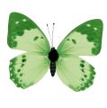 Floristik24 Butterfly green on clip 10cm - 11cm 6pcs
