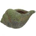Floristik24 Shell for planting with moss 25 cm