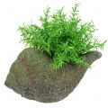 Floristik24 Shell for planting with moss 25 cm