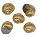 Floristik24 Snail shell Golden 24pcs natural decoration