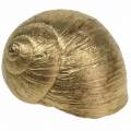 Floristik24 Snail shell Golden 24pcs natural decoration