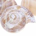 Floristik24 Snail shell white washed small 250g