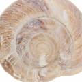 Floristik24 Snail shell white washed 24h
