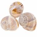 Floristik24 Snail shell white washed 24h
