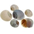 Floristik24 Snail shells nature 1kg