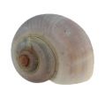 Floristik24 Snail shells nature 1kg
