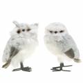 Floristik24 Snow owls white 15cm 2pcs