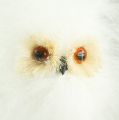 Floristik24 Snowy owl on wooden stick 7cm L28cm 6pcs