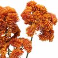 Floristik24 Sedum artificial sedum orange autumn decoration 70cm 3pcs