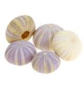 Floristik24 Sea urchin white-violet 20pcs