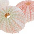 Floristik24 Sea urchin decoration maritime pink, white, green summer decoration 12pcs