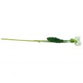 Floristik24 Water Lily White 75cm
