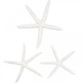 Floristik24 Starfish decoration white, natural items, maritime decoration 10-12cm 14p