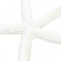 Floristik24 Starfish decoration white, natural items, maritime decoration 10-12cm 14p