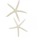 Floristik24 Starfish decoration white, sea decoration 15-17cm 10pcs