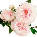 Floristik24 Silk flower peony artificial light pink, white 135cm