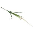 Floristik24 Silver hair grass green plant sweet grass artificial 104cm
