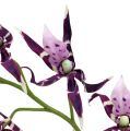 Floristik24 Spider orchids Brassia purple 108cm 3pcs