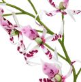 Floristik24 Spider orchids Brassia Pink-White 108cm 3pcs