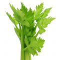 Floristik24 Artificial celery Real-Touch 28cm