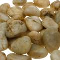 Floristik24 River pebbles natural cream 2-4cm 1kg