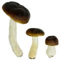 Floristik24 Porcini mushroom brown H8cm - 20cm 6pcs