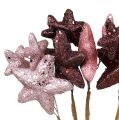 Floristik24 Star bundle with glitter pink, Bordeaux 60cm 5pcs