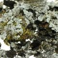 Floristik24 Lichen natural decoration with moss gray 500g