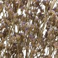 Floristik24 Beach Lilac Limonium Dried Flowers Purple 70cm 50g
