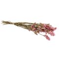 Floristik24 Beach Lilac Pink Limonium Dried Flowers 60cm 50g