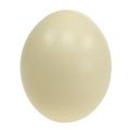 Floristik24 Ostrich egg natural blown out empty decoration
