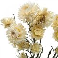 Floristik24 Dry decoration straw flower cream helichrysum dried 50cm 30g