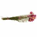 Floristik24 Straw flower in a bunch Pink dried flowers 25g