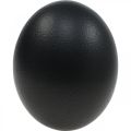 Ostrich Egg Decoration Blown Out Easter Decoration Black Ø12cm H14cm | Floristik24.co.uk