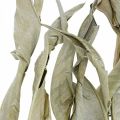 Floristik24 Strelitzia leaves dried green frosted 45-80cm 10pcs