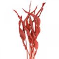 Floristik24 Strelitzia leaves red frosted dried floristry 45-80cm 10pcs